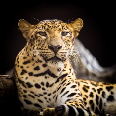 Portrait of leopard was lying on a black background